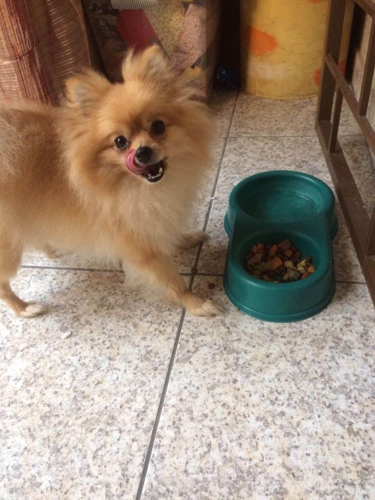 um cão da raça lulu da pomerânia comendo ração.