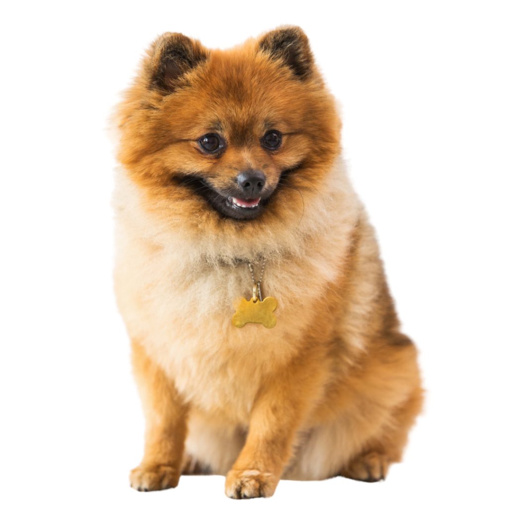 um cão da raça lulu da pomerânia sentado com uma coleira e pingente em formato de ossinho no pescoço.