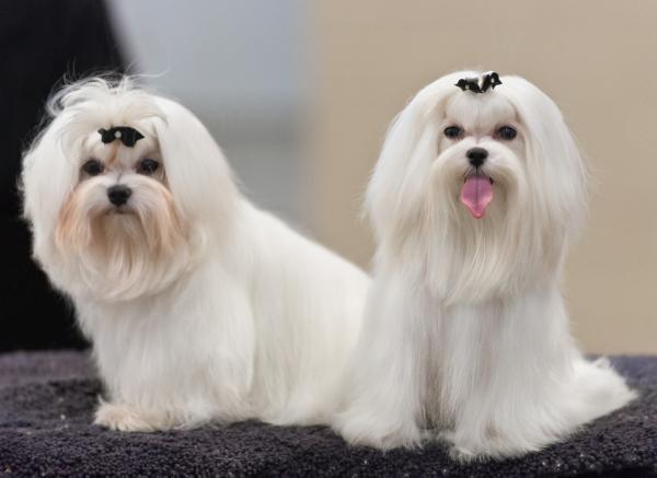 duas cachorrinhas da raça maltes com pelagem lisa grande nas cores branca, as duas com lacinhos pretos na cabeça.