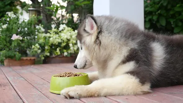 cachorro da raça husky siberiano deitado em uma varanda com flores e jardim  comento ração em um potinho verde .
