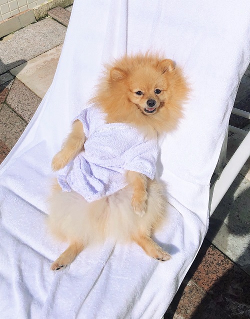 um cão da raça lulu da pomerânia deitado em uma espreguiçadeira de ´piscina com um roupão branco tomando sol.