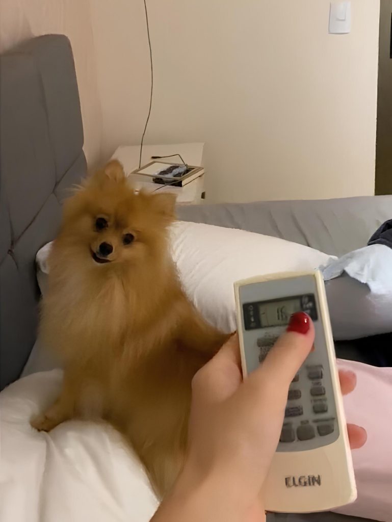 um cão da raça lulu da pomerania em cima de uma cama de casal, com travesseiros branco, uma mulher com um controle de ar condicionado na mão.