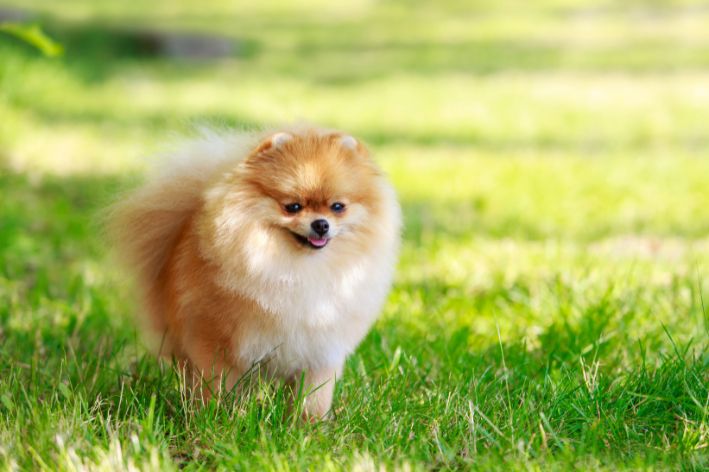 um cão da raça lulu da pomerânia em um gramado.