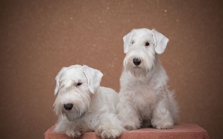 dois cães da raça airedale terrier na pelagem branca sentados .