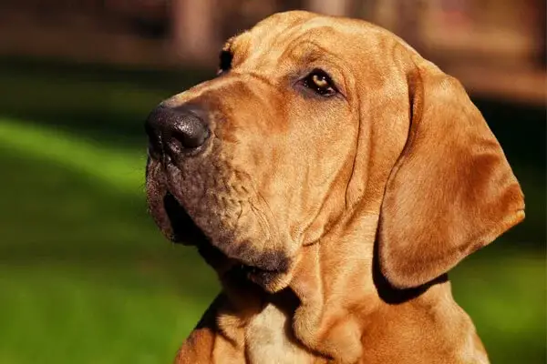 um cão da raça fila brasileiro.