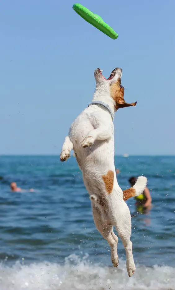 um cão da raça jack russel terrier brincando em uma praia.
