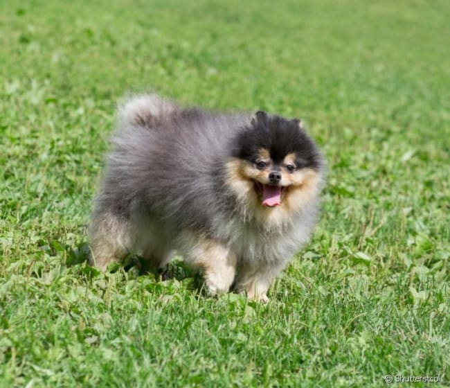 um cão da raça lulu da pomerânia brincando em um gramado.