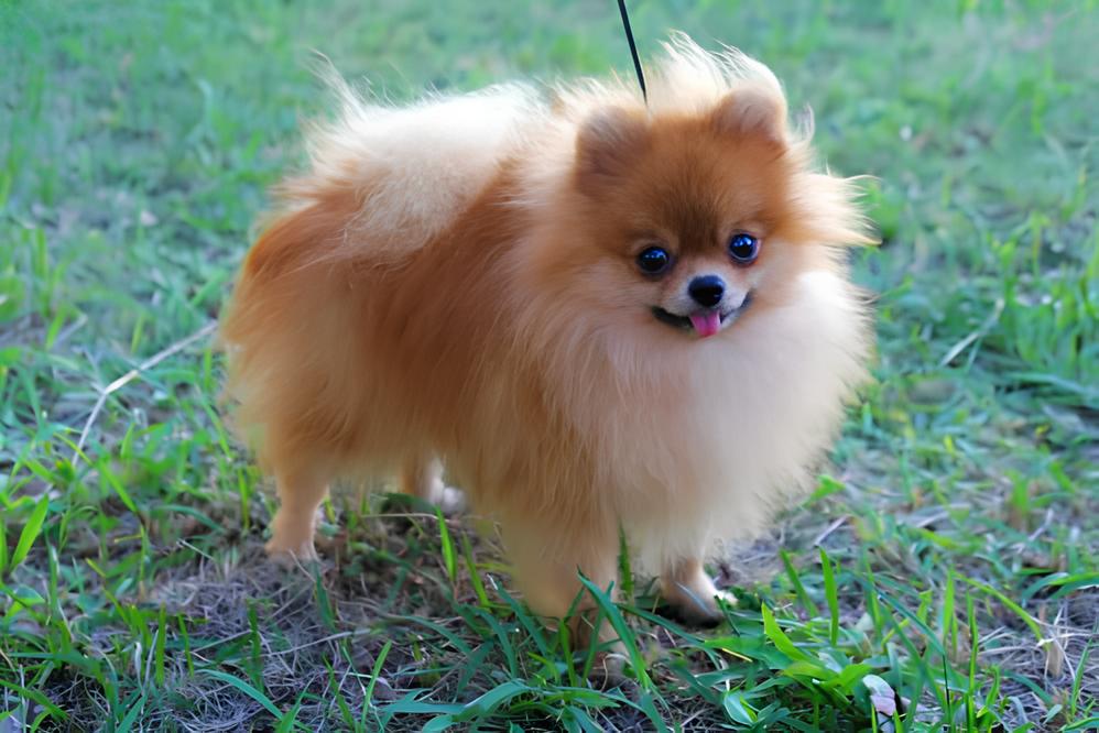 um cachorro da raça lulu da pomerânia em um gramado com uma guia de passeio.