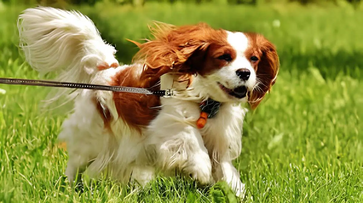 um cão da raça King Charles com uma guia de passeio correndo em um gramado.
