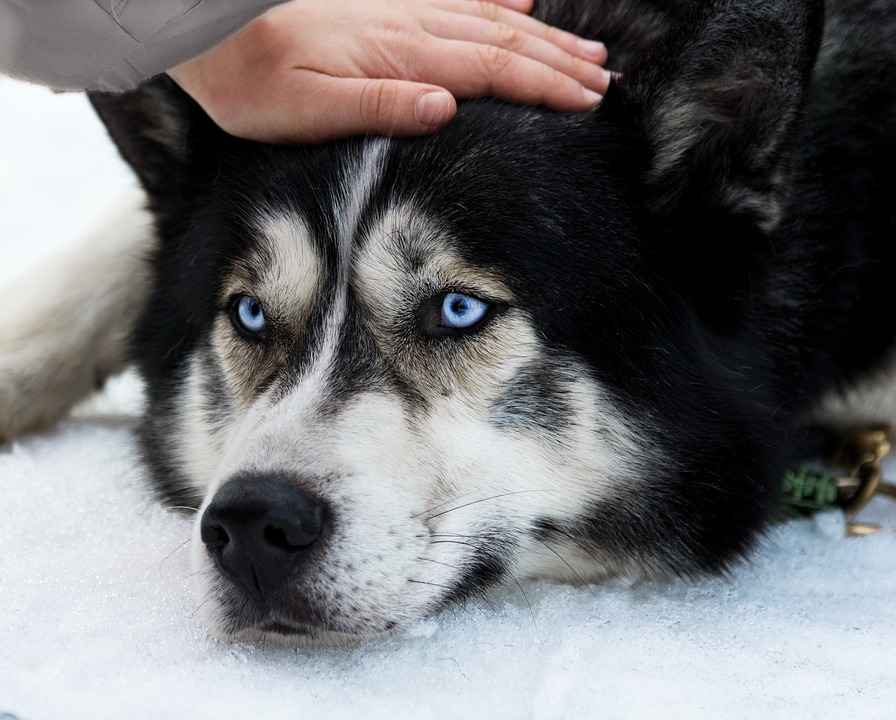 husky siberiano na pelagem preto e branco com olhos azuis claros sendo acariciado na cabeça por uma pessoa.