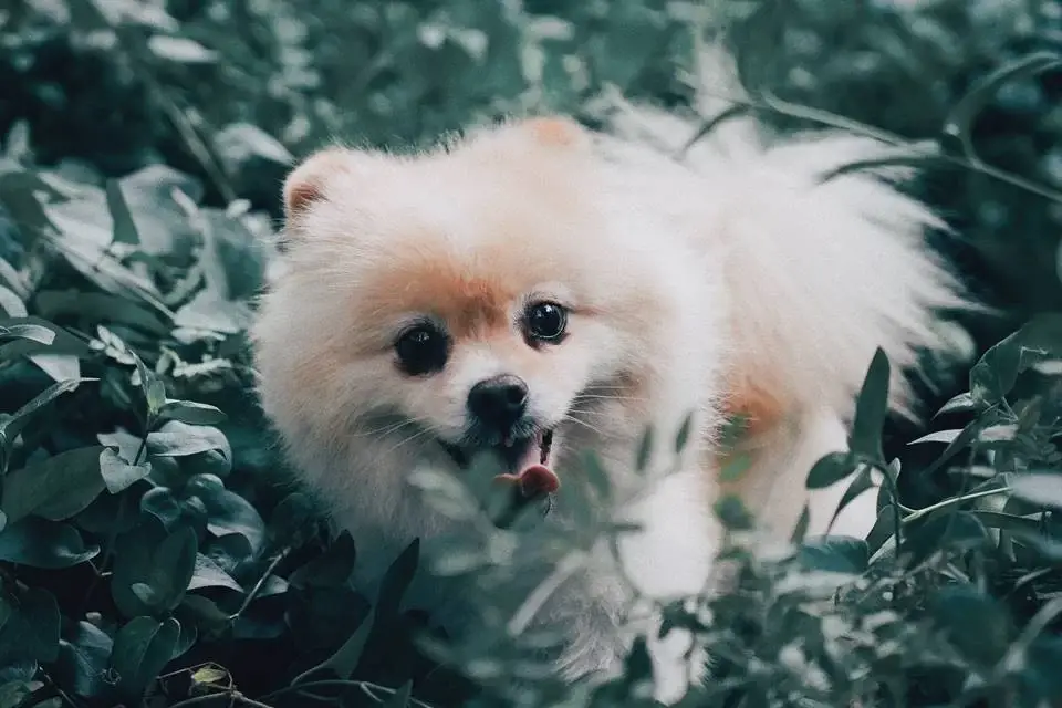um cão da raça lulu da pomerânia deitado em cima de várias folhas.