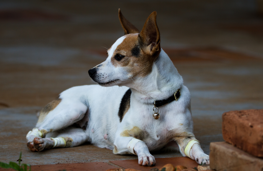 um cão da raça fox paulisitnha deitado com uma coleira no pescoço.