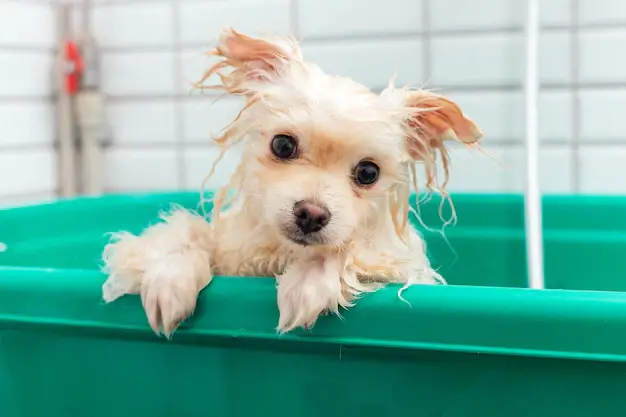 um cão da raça lulu da pomerânia dentro de um balde com água tomando banho.