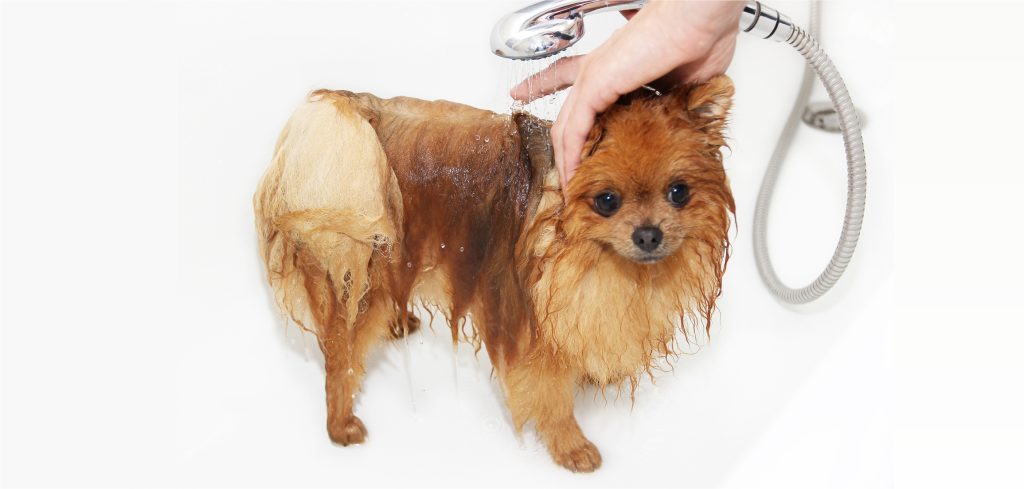 um cão da raça lulu da pomerânia tomando banho.