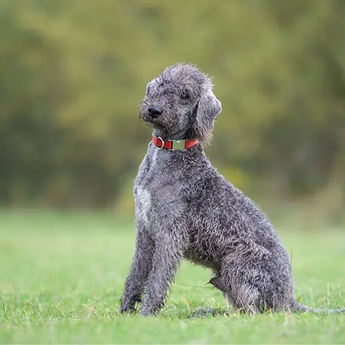 um cão da raça Bedlington Terrier  com uma coleira vermelha sentado em um gramado.