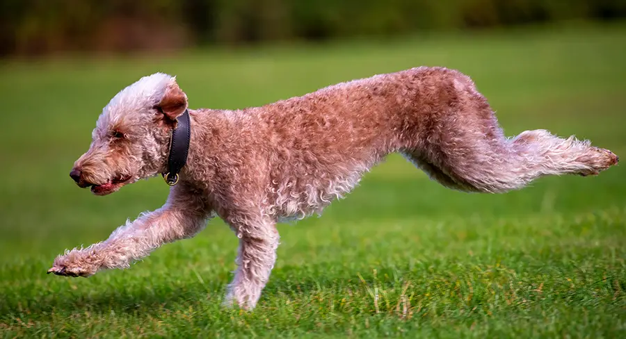 um cão da raça Bedlington Terrier correndo em um gramado.