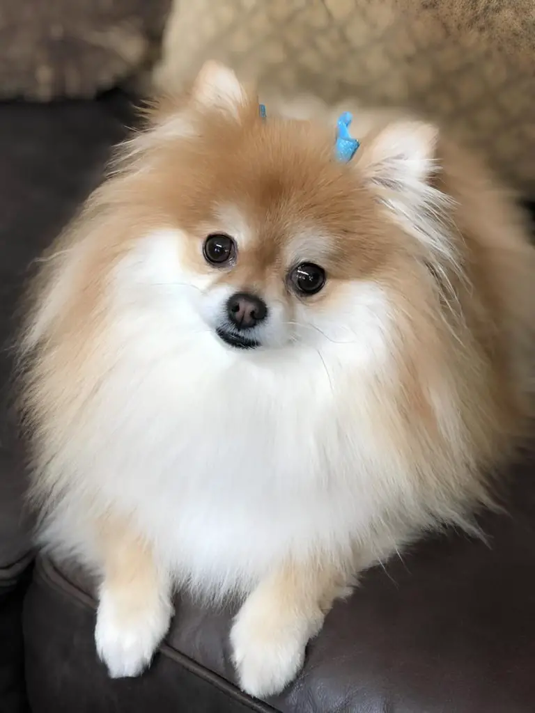 um cão da raça lulu da pomerânia com dois lacinhos na cabeça deitado em um ofá de couro.