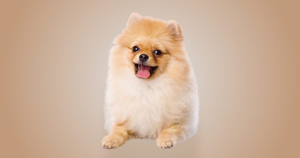 um cão da raça lulu da pomerânia com língua de fora.