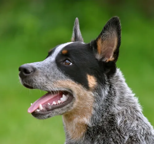 um cão da raça boiadeiro australiano.