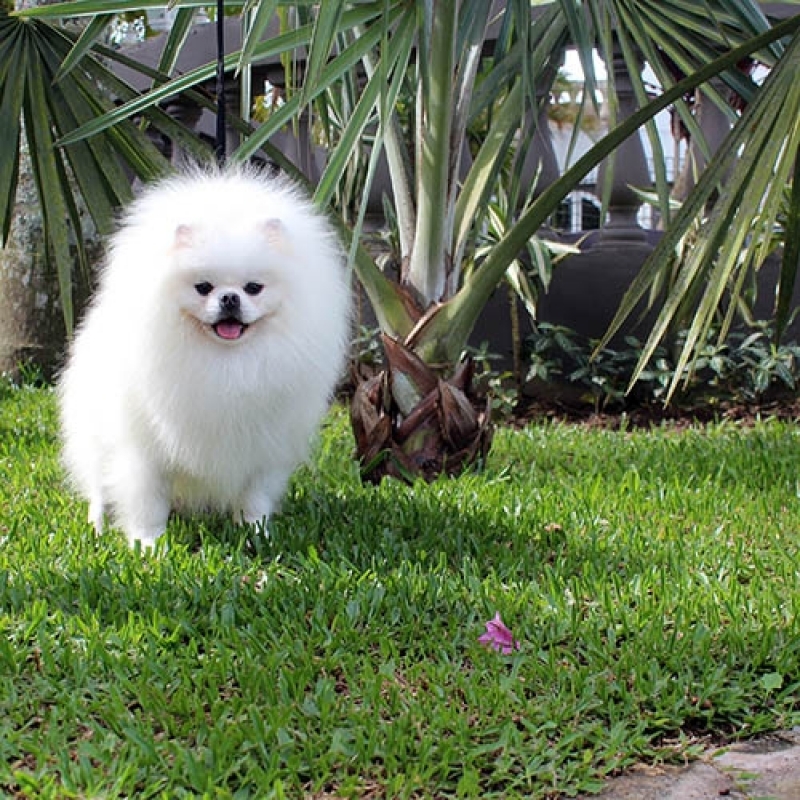 um cachorro da raça lulu da pomerânia em um jardim