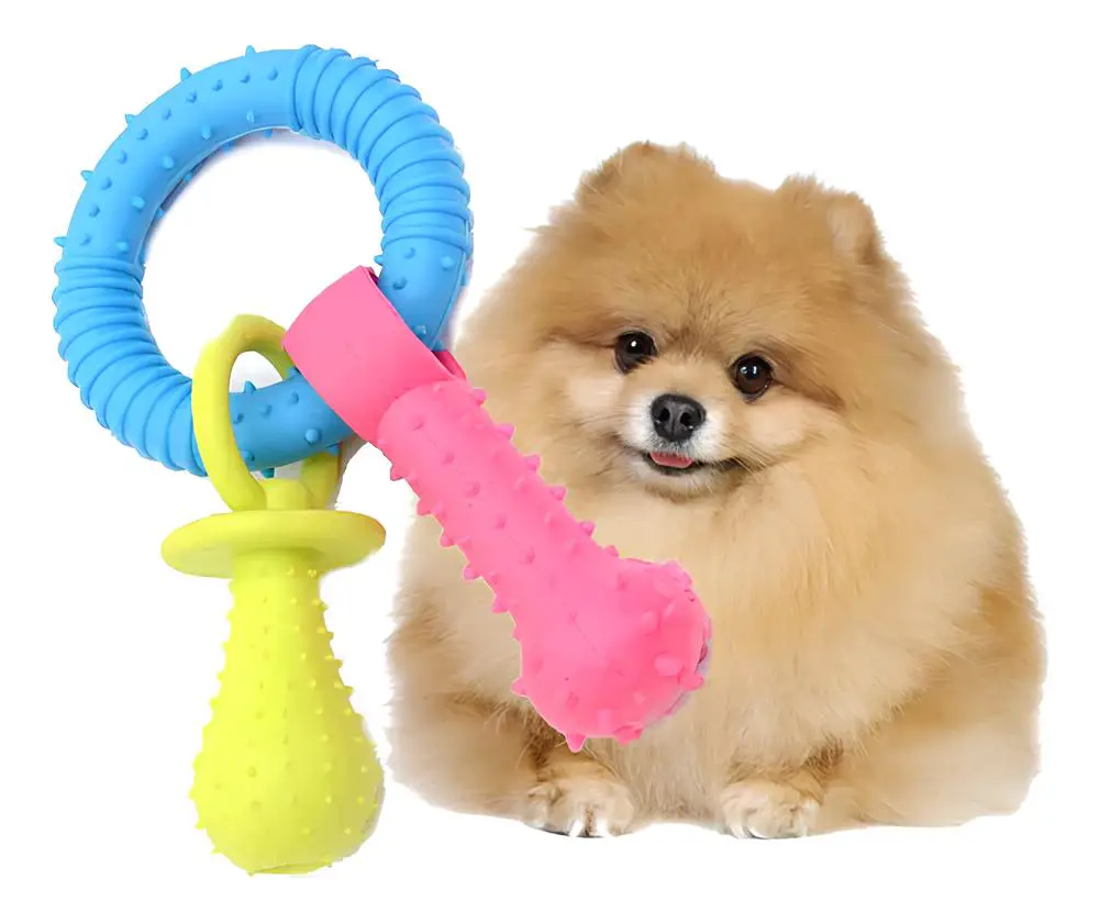 um cão da raça lulu da pomerânia com brinquedos pet.