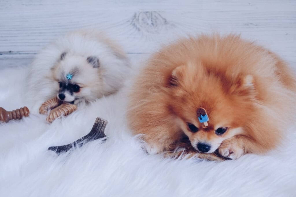 dois cães da raça lulu da pomerânia deitado em cima de um tapete pelo alto na cor branca com brinquedos pet.