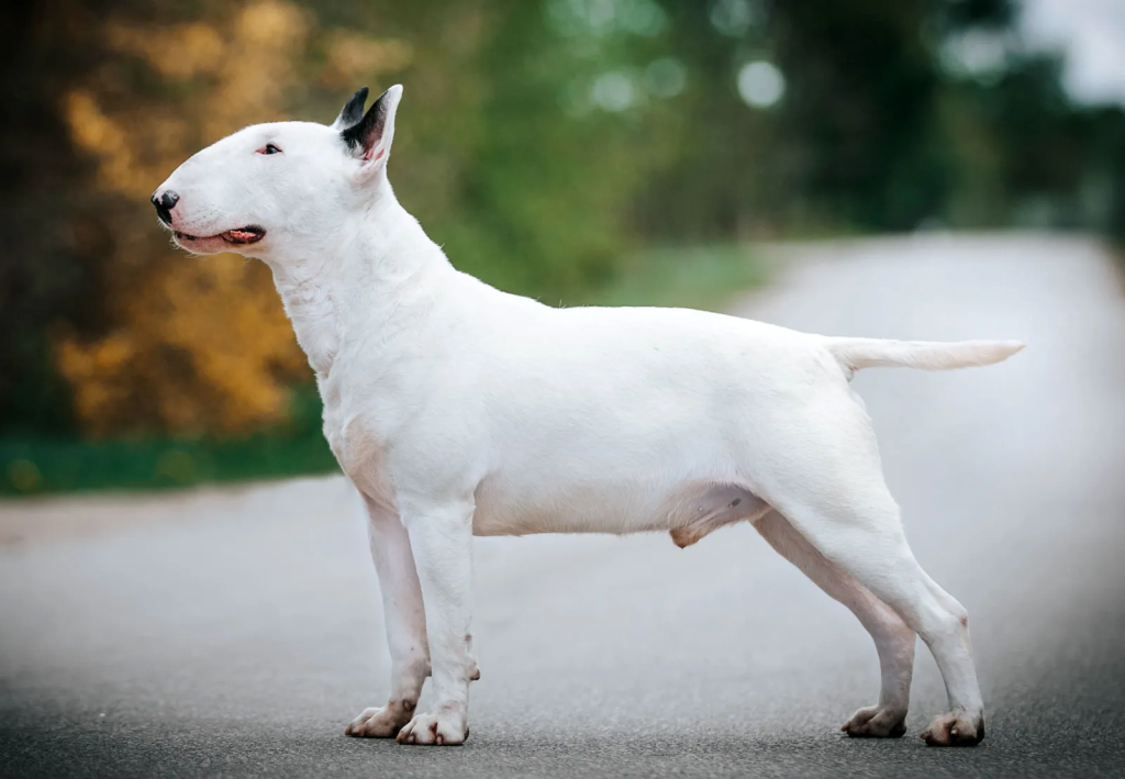 um cão da raça Bull Terrier na cor branca de pé em um asfalto.