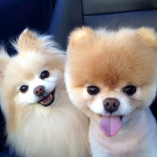 dois cachorros da raça lulu da pomerânia sorridentes com pelagem clara, um deles com tosa na cabecinha.