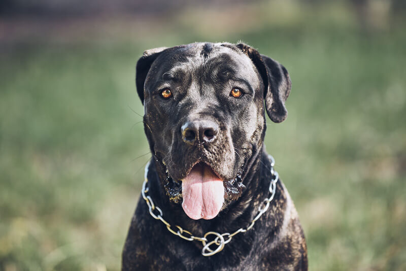 um cão da raça Cane Corso com uma coleira .