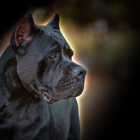 um cão da raça Cone Corso com orelhas cortadas.