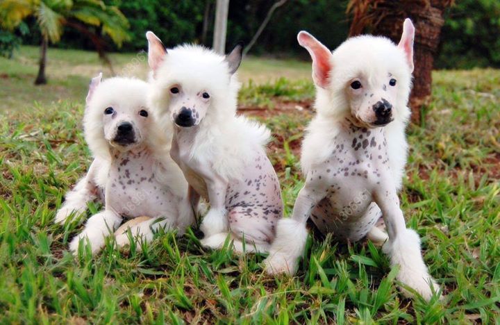 três filhotes de cães da raça Cão de Crista Chinês em um gramado.