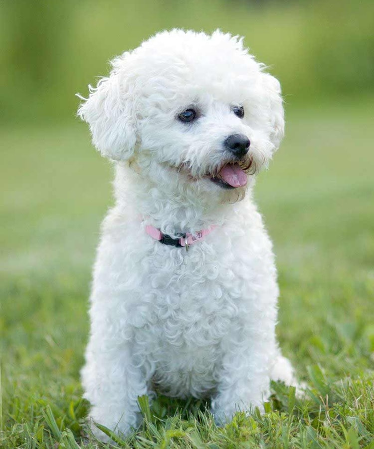 um cão da raça bichon frisé com uma coleira rosa no pescoço.