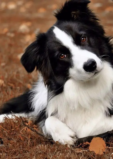 um cão da raça border collie deitado descansando em um gramado com folhas secas.