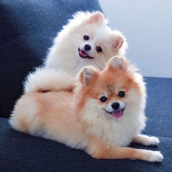 dois cães da raça lulu da pomerânia deitados.