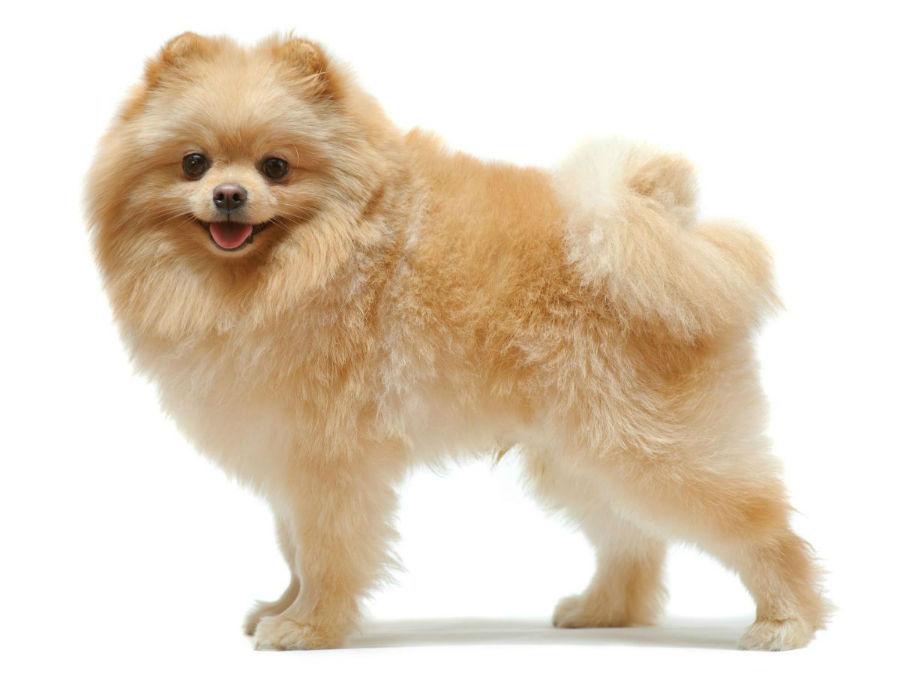 um cão da raça lulu da pomerânia na pelagem clara.