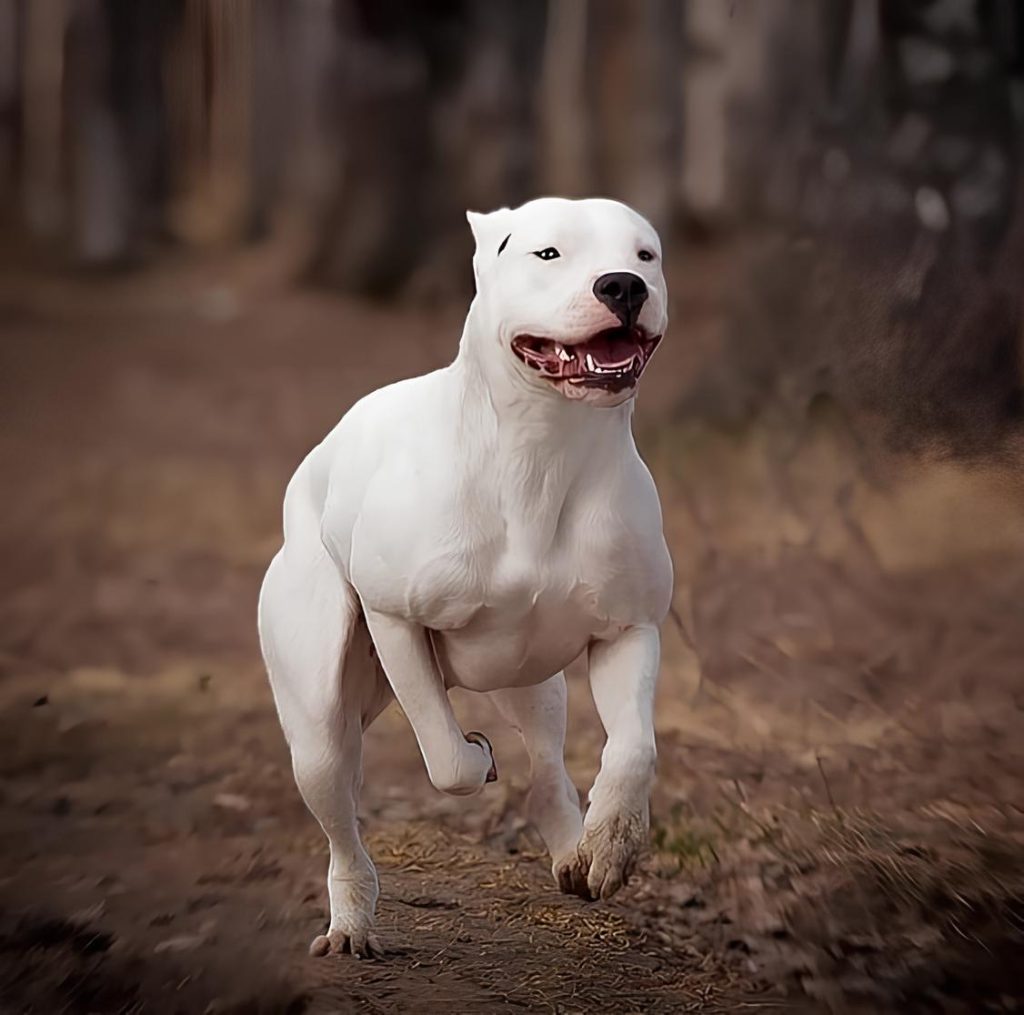 um cão da raça lulu da pomerânia correndo em um bosque .