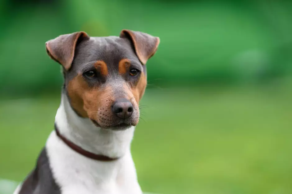um cão da raça fox paulisitinha com uma coleira vermelha.