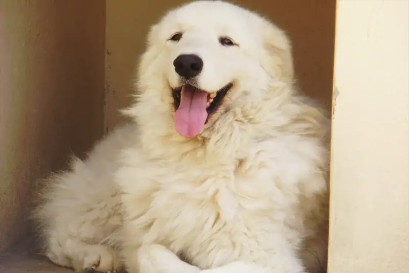 um cão da raça kuvasz deitado e encostado em uma parede com a língua de fora.
