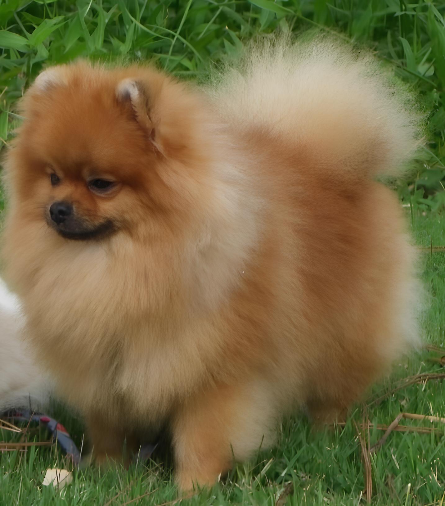 um cão da raça lulu da pomerânia em um gramado.