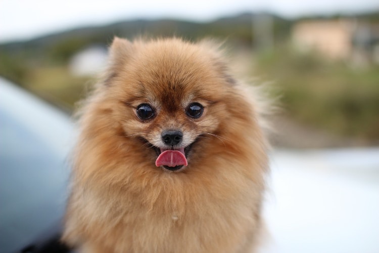 um cão da raça lulu da pomerânia com a língua de fora.