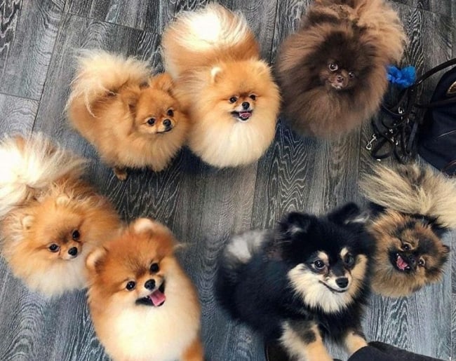 sete cachorros da raça lulu da pomerania de cores diferentes posando para uma foto.