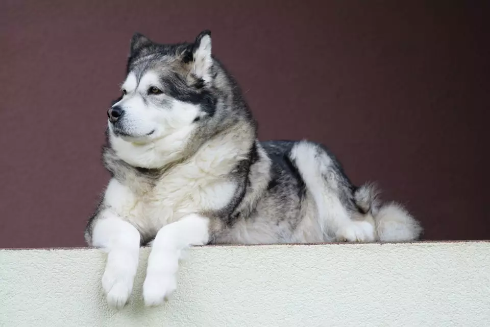 um cão da raça malamute do alasca deitado.