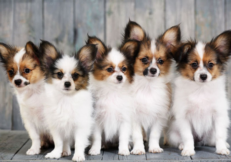 cinco cães filhotes da raça papillon juntos para uma foto.