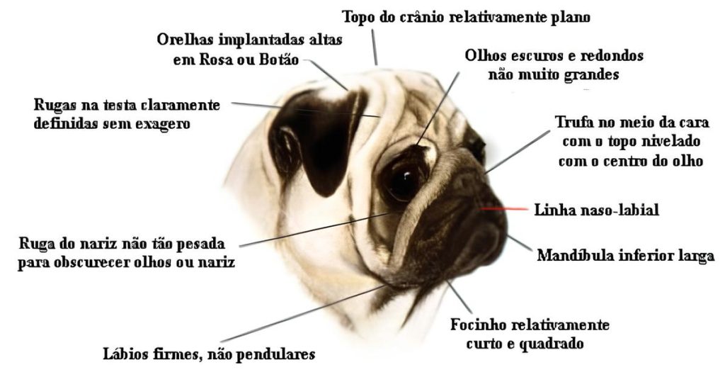 um desenho de um cachorro da raça Pug com suas características escritas.