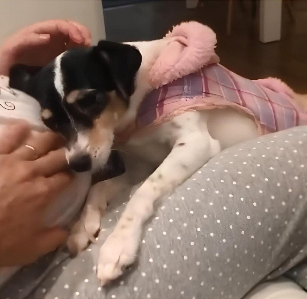 uma cadela da raça fox paulisitinha deitada no colo da sua tutora recebendo carinho na cabeça.