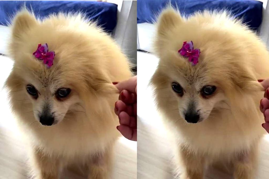 um cão da raça lulu da pomerânia sendo acariciado na cabeça por seu dono.