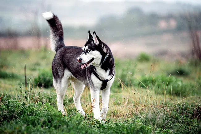 um cachorro da raça husky siberiano com pelagem nas cores preto e branco em um campo.