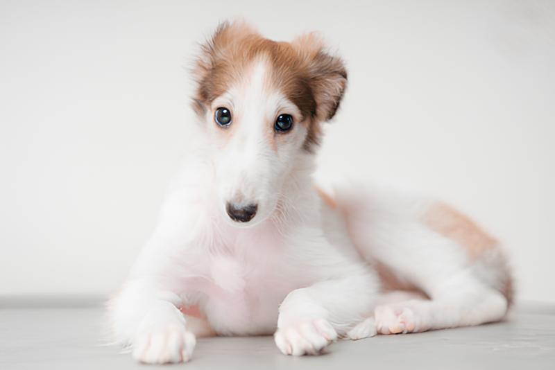 um cachorro da raça borzoi deitado.