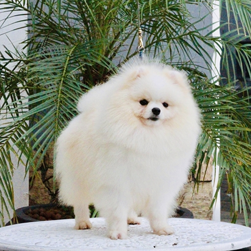 um cão da raça lulu da pomerânia na pelagem branca, atrás dele um planta.