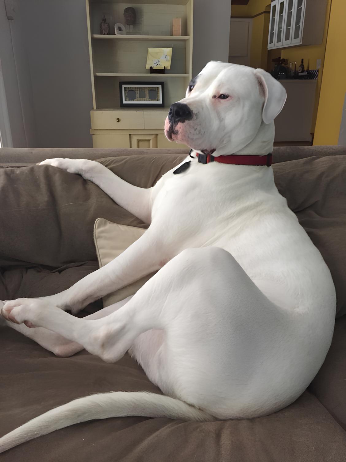 um cão da raça dogo argentino deitado em um sofá em uma sala de estar.